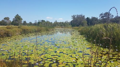 Scenic view of lake against clear sky