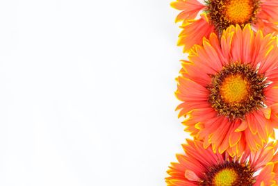 Close-up of orange daisy against white background