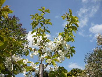 Low angle view of flowering plants against sky