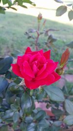 Close-up of pink rose