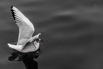 Bird flying over lake