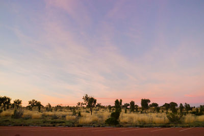 Trees on field against sky at sunset