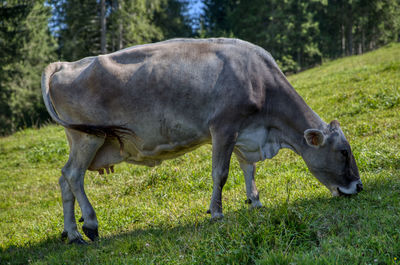 Horse grazing in a field