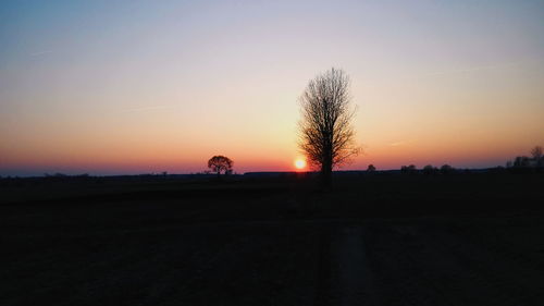 Silhouette of trees at sunset