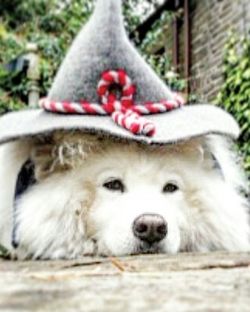 Close-up of white puppy