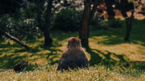 View of an animal on land