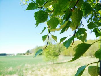 Close-up of fresh green plants against clear sky