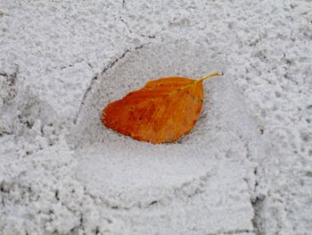 Close-up of leaves