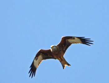 Low angle view of eagle flying in sky