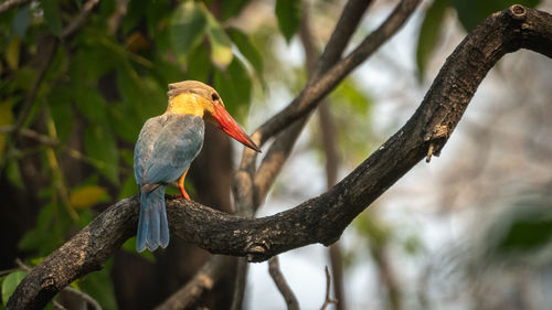 Close-up of bird perching on branch