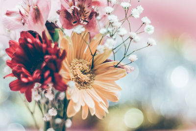 Close-up of flowers