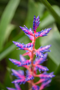 Close-up of purple flowers blooming outdoors