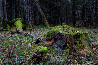 Plants and trees in forest