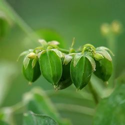 Close-up of fruit on plant