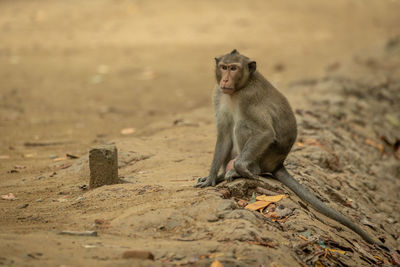 Long-tailed macaque sits on sand beside post