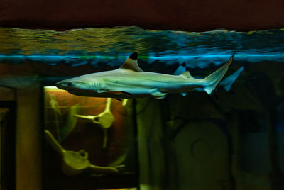 Fish swimming in sea