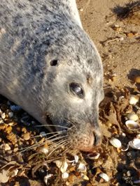 High angle view of animal on beach