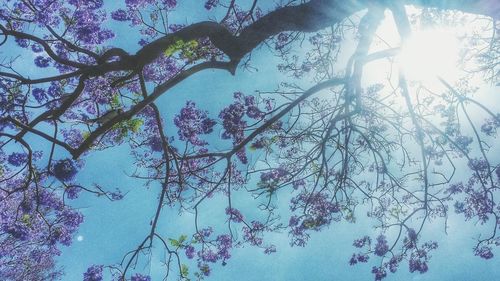 Low angle view of trees against sky