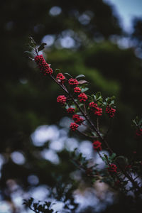 Close-up of berries growing on plant