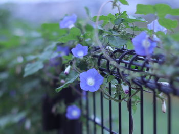 Close-up of purple flowering plant