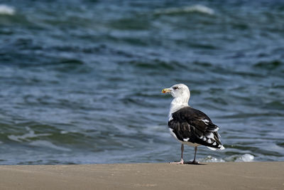 Seagull perching on a beach