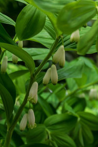 Close-up of white flowering plant