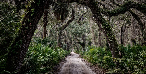 The main road on cumberland island national seashore.
