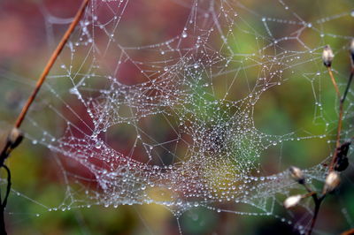 Close-up of spider on web