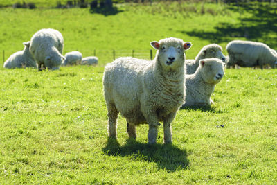 Portrait of sheep on grassy field