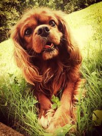 Close-up portrait of dog on field