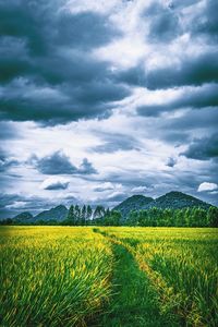 Scenic view of agricultural field against sky