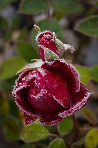 Close-up of snowed rose