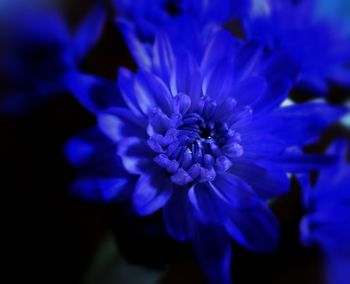 Close-up of purple flowers