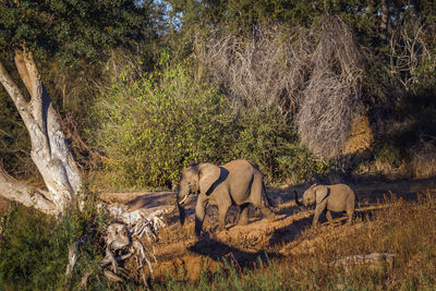 View of elephant in forest