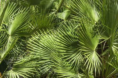 Full frame shot of palm tree