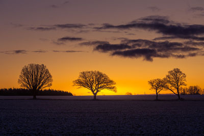 A beautiful single oak tree in the winter morning before the sunrise. early winter scenery. 