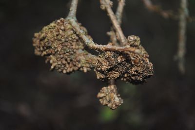 Close-up of dry flower on branch