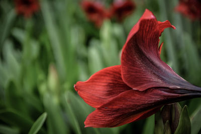 Close-up of red rose flower