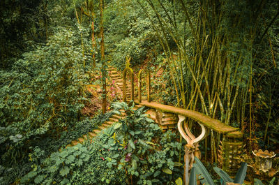 View of bamboo trees in forest