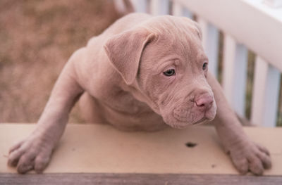 Close-up of dog