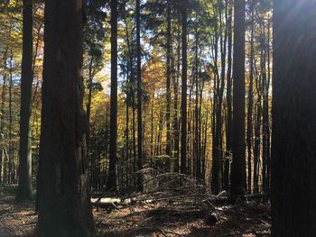 Trees in forest