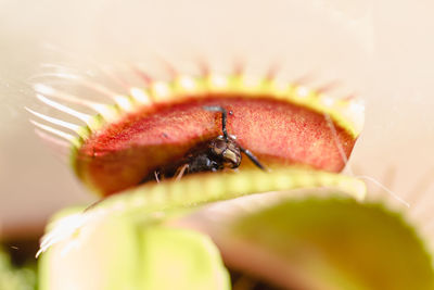 Close-up of insect on leaf