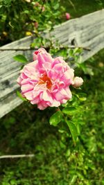 Close-up of pink flower