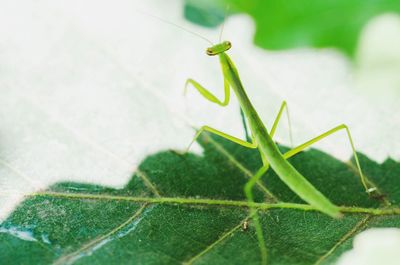 Close-up of praying mantis on green leaf