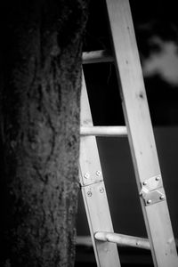 Close-up of tree trunk against wall