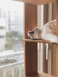 Cat resting on table