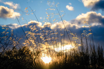 Stalks growing on field against cloudy sky during sunset