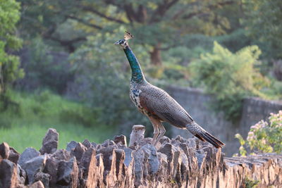 Bird perching on a rock