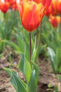 Close-up of flower growing on plant