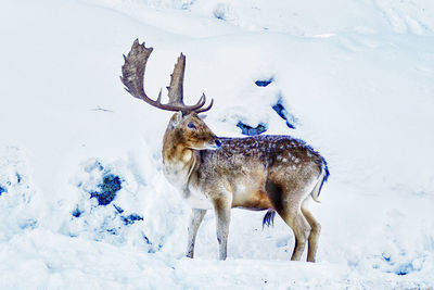 Deer on snow covered land